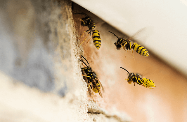 wasps-in-roof